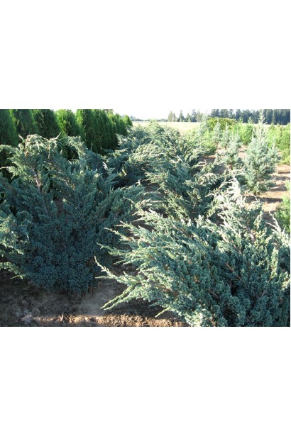 Juniperus squamаta Meyeri Compacta