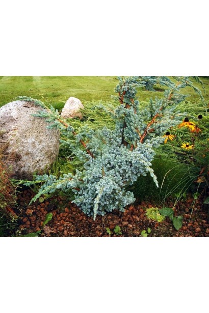 Можжевельник чешуйчатый Мейери Компакта в ландшафте