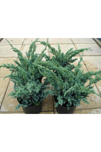 Можжевельник чешуйчатый Мейери Компакта