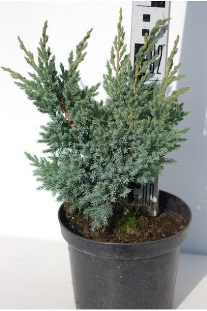 Можжевельник чешуйчатый Мейери Компакта