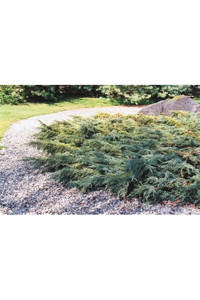 Ялівець лускатий Холер в ландшафті