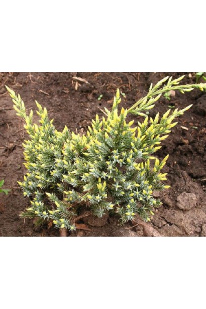 Ялівець  Холер - молоді весняні прирости мають золотисто-жовте забарвлення