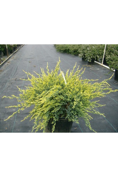 Juniperus squamata Holger