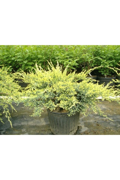 Ялівець лускатий Холгер 