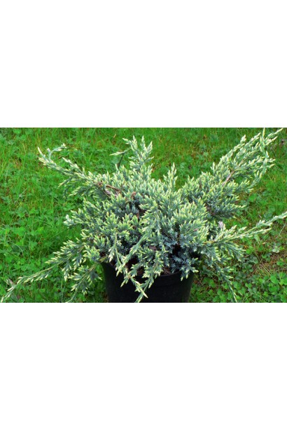 Ялівець лускатий Холгер 