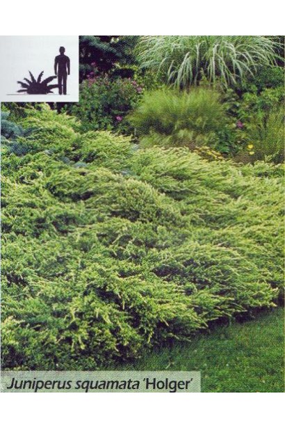 Ялівець лускатий Холгер в ландшафті