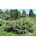 Можжевельник чешуйчатый Холгер | Ялівець лускатий Холер | Juniperus squamata Holger