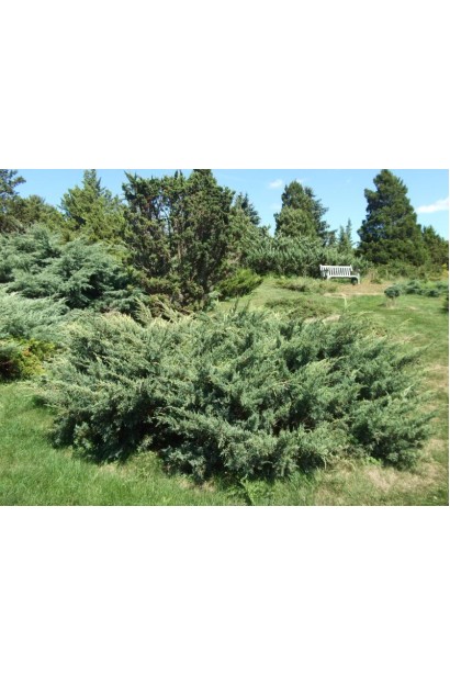 Juniperus squamata Holger