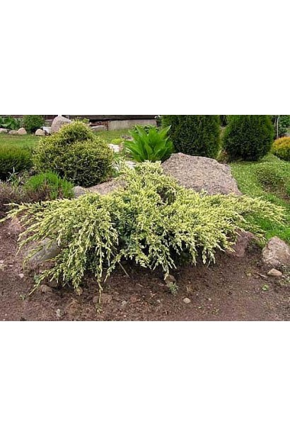 Ялівець лускатий Холер в ландшафті