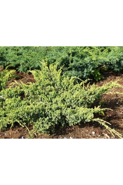 Ялівець лускатий Холгер в полі