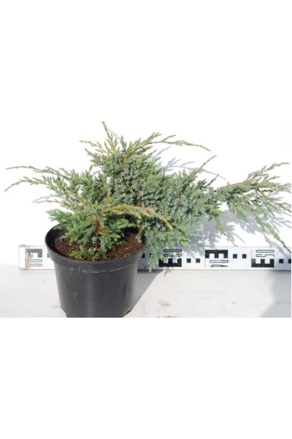 Ялівець лускатий Холгер