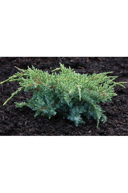 Juniperus squamata Holger