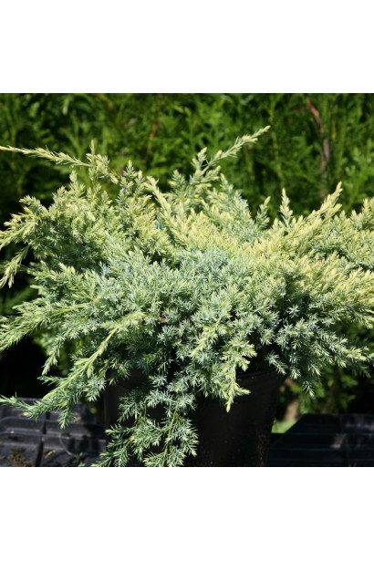 Ялівець лускатий Холгер 