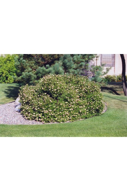 Лапчатка кущова Лавлі Пінк щільний кущ з подушковидною кроною