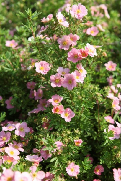 Перстач рожевий Лавлі Пінк