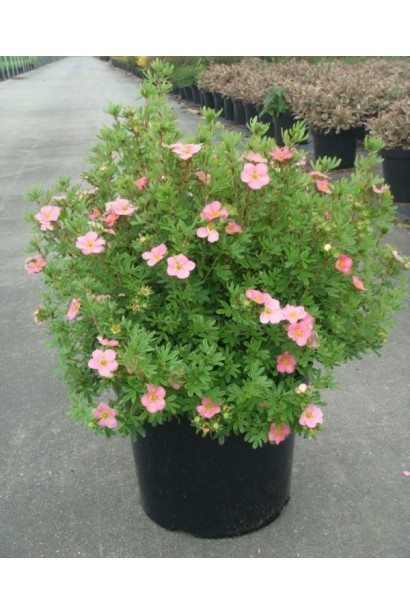 Перстач чагарниковий Пінк Б’юті