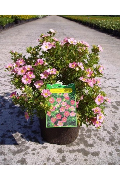 Potentilla fruticosa Lovely Pink ® / Pink Beauty ®