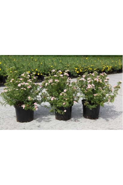 Перстач чагарниковий Лавлі Пінк квітучі саджанці С3 в садовому центрі