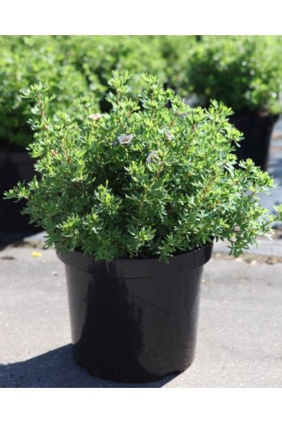 Перстач кущовий Лавлі Пінк саджанець в горщику 3 л