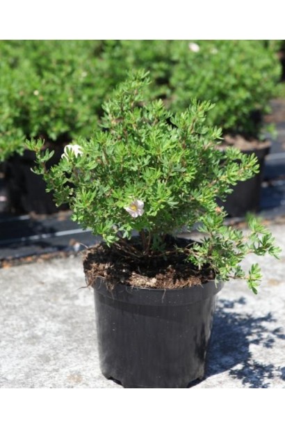 Перстач Лавлі Бьюті саджанець в горщику 3 л