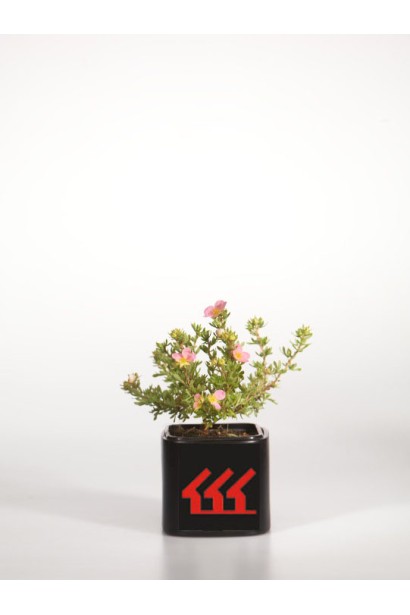 Перстач чагарниковий Лавлі Пінк контейнер Р9 / 0,5 л