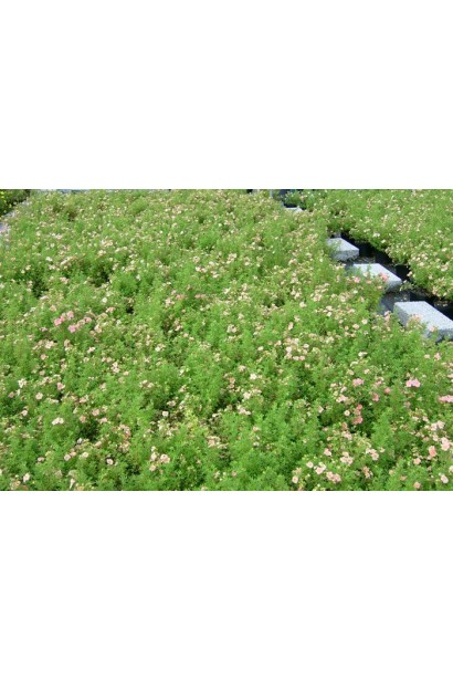 Перстач Lovely Pink саджанці в розсаднику