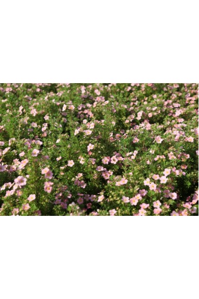 П’ятилистовик кущовий Лавлі Пінк