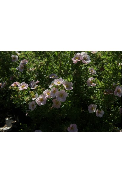 Перстач Lovely Pink / Pink Beauty 