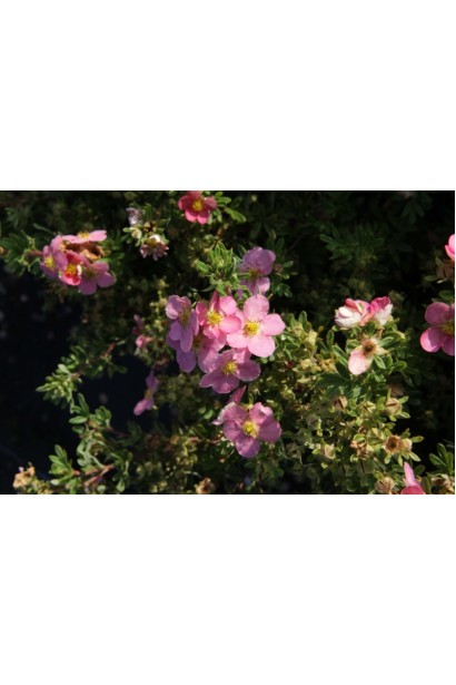 Перстач Pink Beauty рожеві квіти