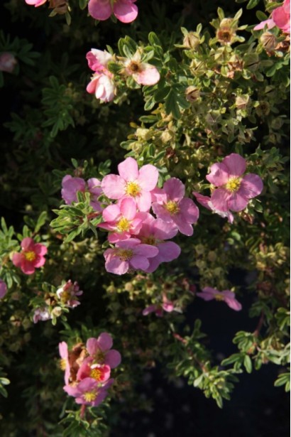 Перстач Лавлі Пінк рожеві квіти з жовтою серединкою