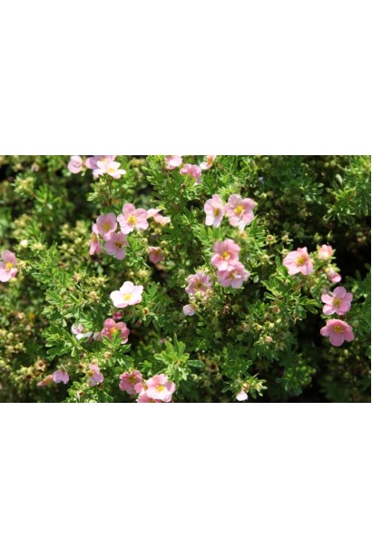 Лапчатка рожева Пінк Б’юті рясне цвітіння