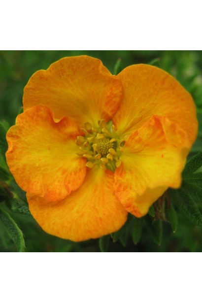 Лапчатка кущова Танжерін