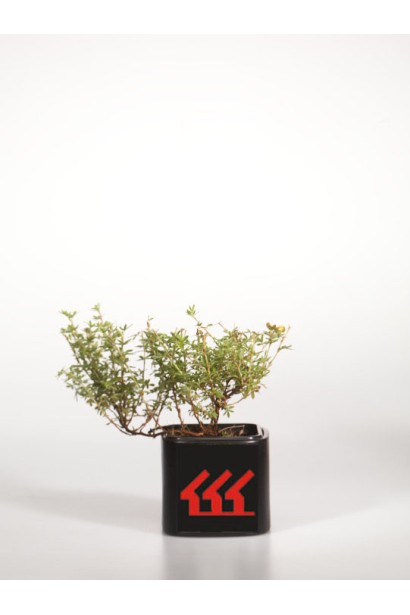 Перстач чагарниковий Танжерін саджанець Р9