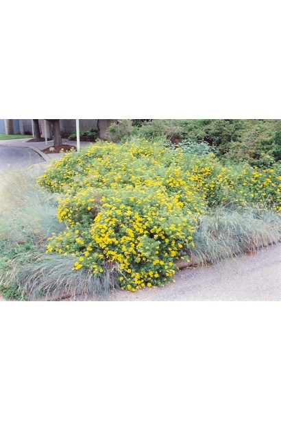 Перстач чагарниковий Танжерін в ландшафті