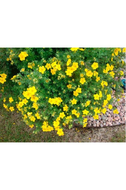 Перстач Танжерін кущ із золотистим цвітінням