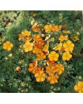 Лапчатка кустарниковая Танжерин | Лапчатка кущова Танжерін | Potentilla fruticosa Tangerine