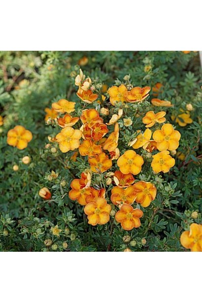 Перстач чагарниковий Танжерін мідно-помаранчеві квіти в притіненому місці