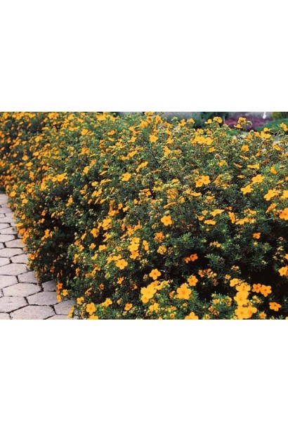 Перстач чагарниковий / Лапчатка кущова Танжерін