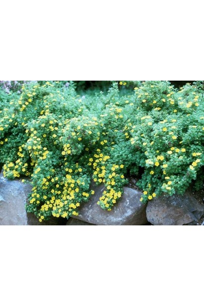 Перстач чагарниковий Танжерін золотисто-жовті квіти на сонці