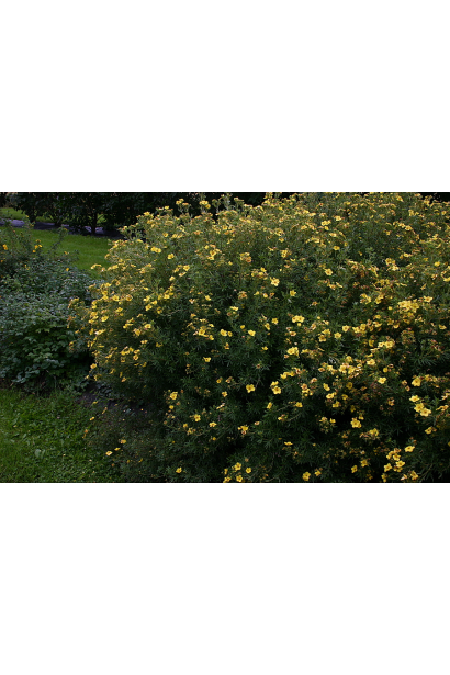 Перстач кущовий Тангерін