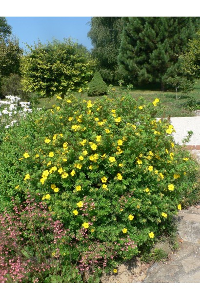 Potentilla fruticosa Tangerine