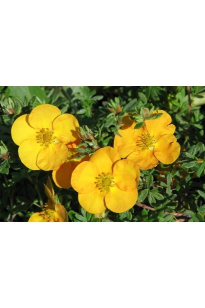 Перстач  Танжерин помаранчеві квіти