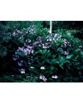 Гортензія широколистна Блю Донау | Гортензия широколистная Блю Донау | Hydrangea macrophylla Blue Danube