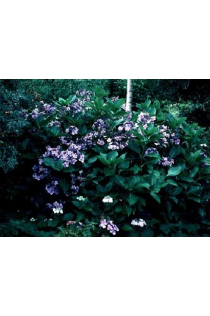 Гортензія Блю Донау в ландшафті