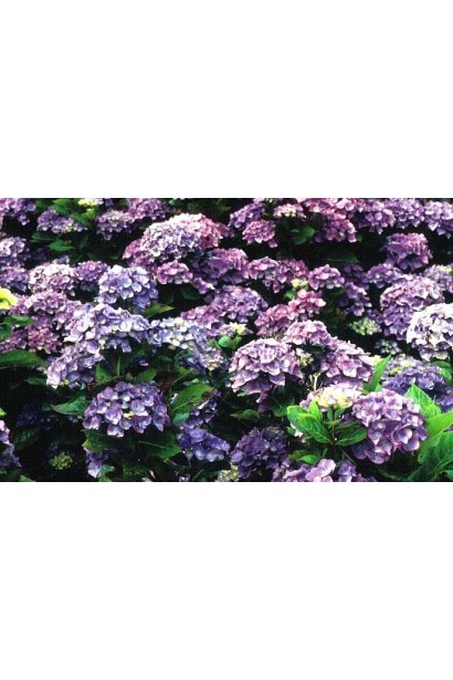 Гортензія Блю Донау темно-рожева в нейтральному грунті