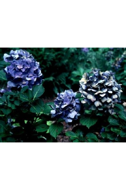 Гортензія Блю Донау темно-синя у кислому грунті