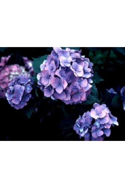  Hydrangea macrophylla Blue Danube