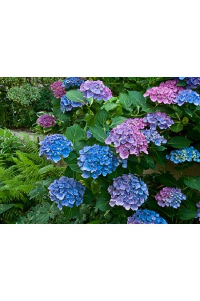 Гортензія Blue Danube