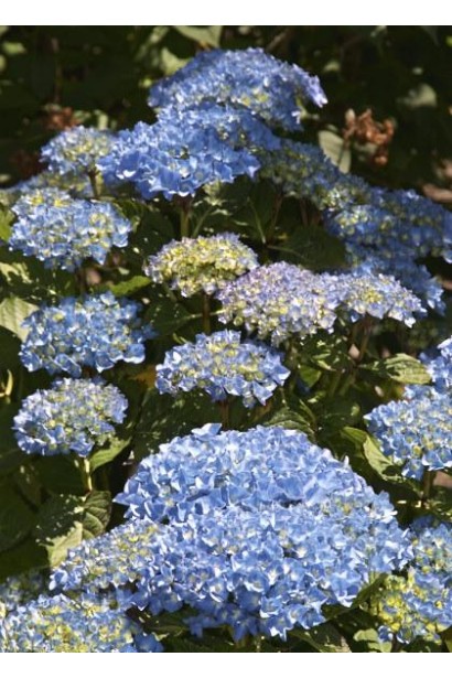 Гортензія Блю Донау сині квіти 