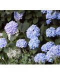 Гортензия широколистная Блю Донау | Гортензія широколистна Блю Донау | Hydrangea macrophylla Blue Danube